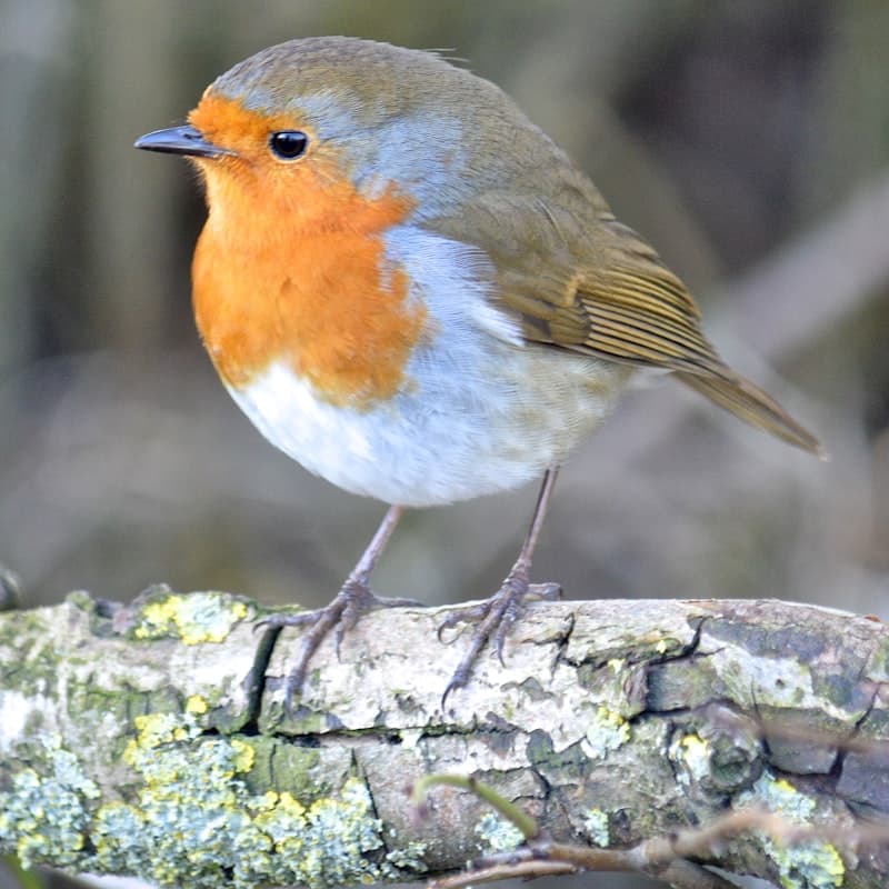 Safe and Unsafe Foods for Pet Birds