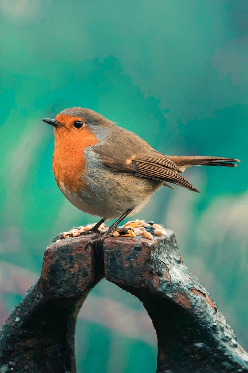 What to Expect on Your Bird's First Boarding Stay