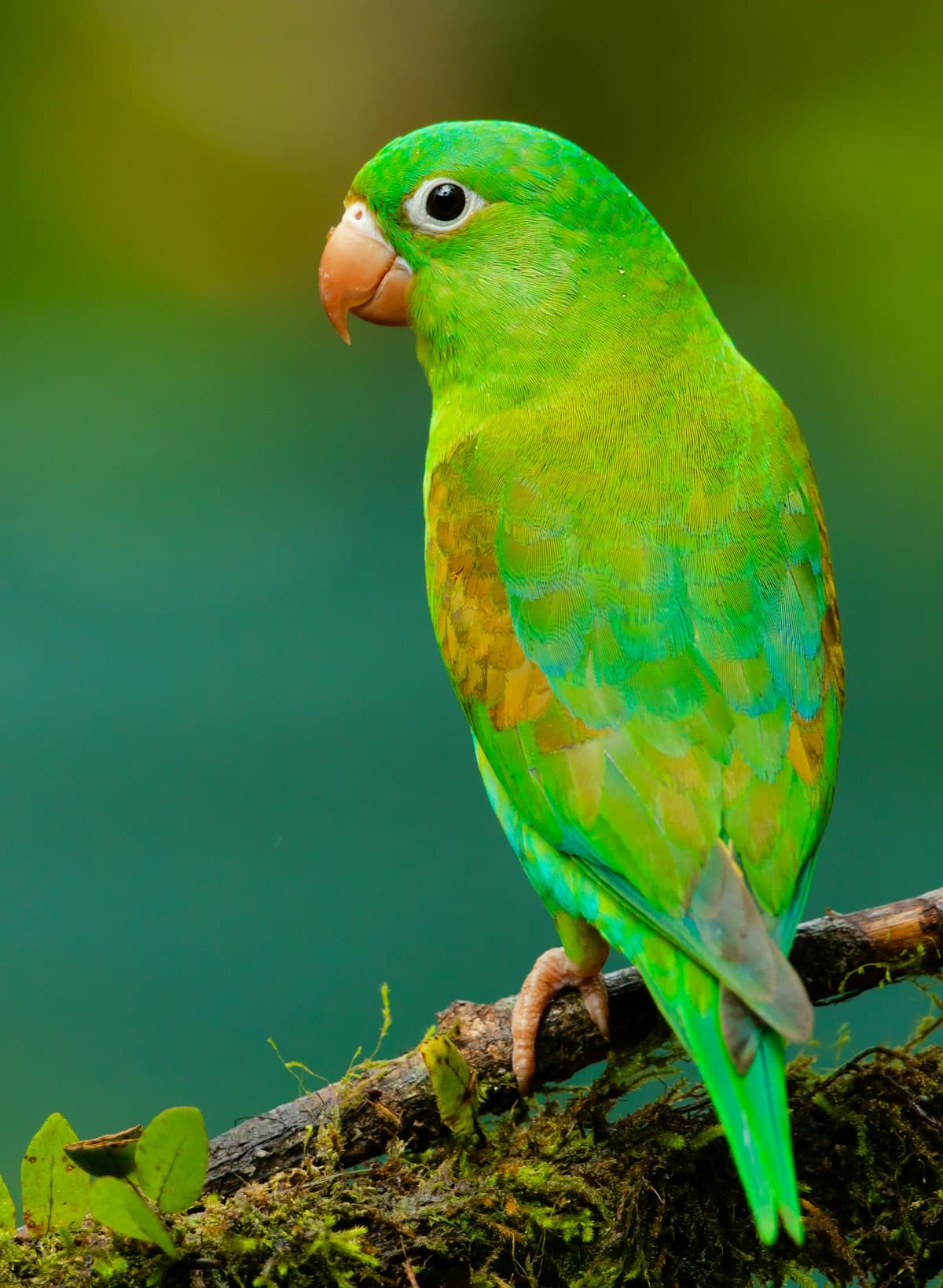 Colorful parrot