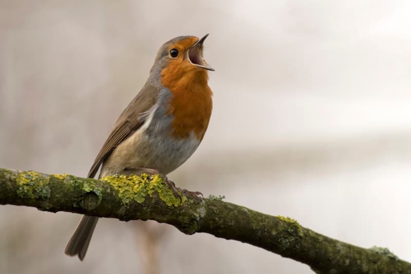 Bird-Proofing Your Home: A Room-by-Room Safety Guide