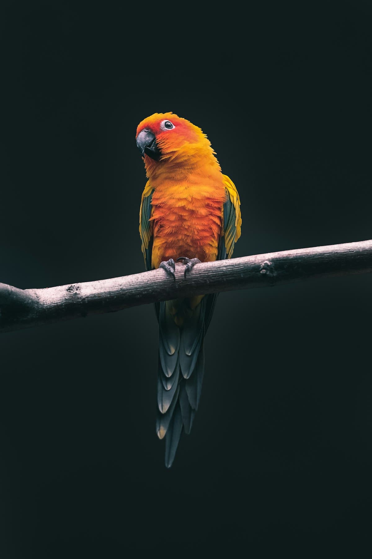 How to Choose a Bird Boarder You Can Actually Trust