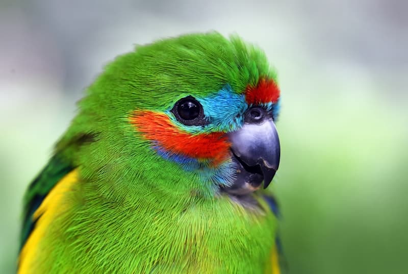 How Long Can You Leave a Bird Alone?