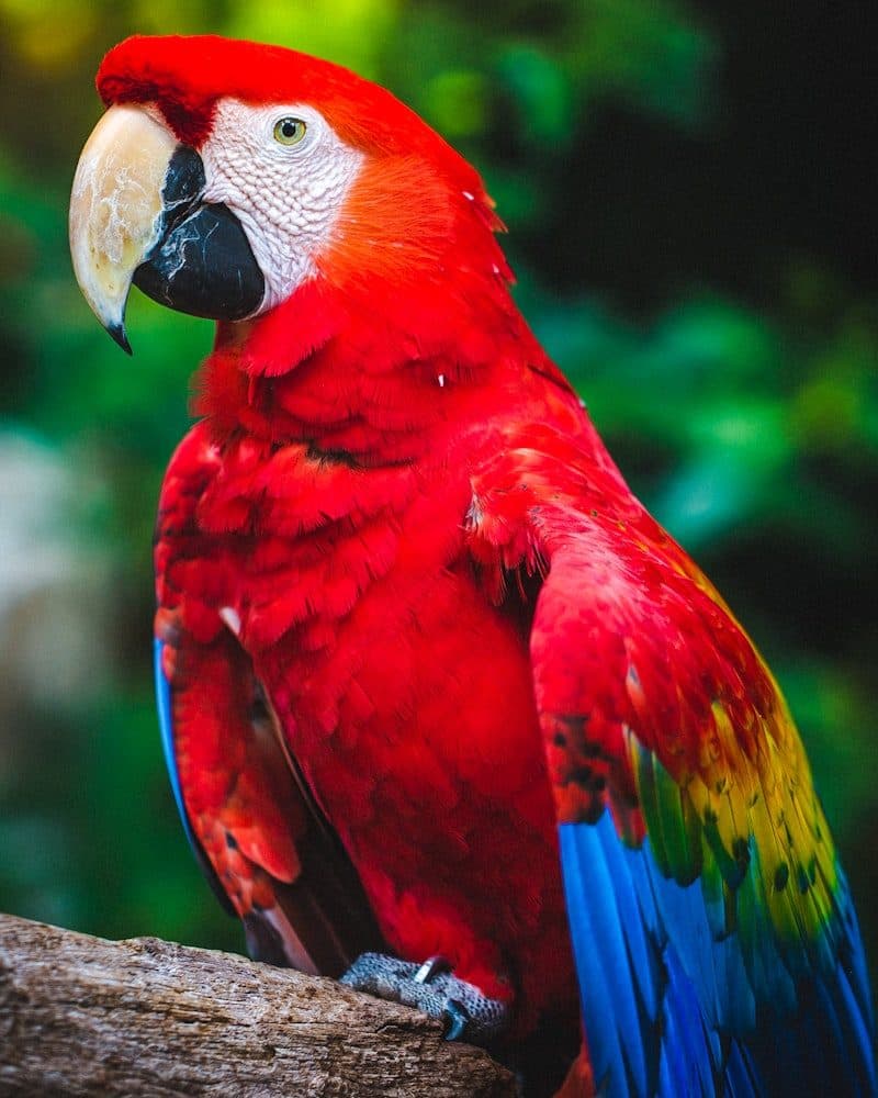 Why Is My Bird Plucking Its Feathers? Causes and What to Do